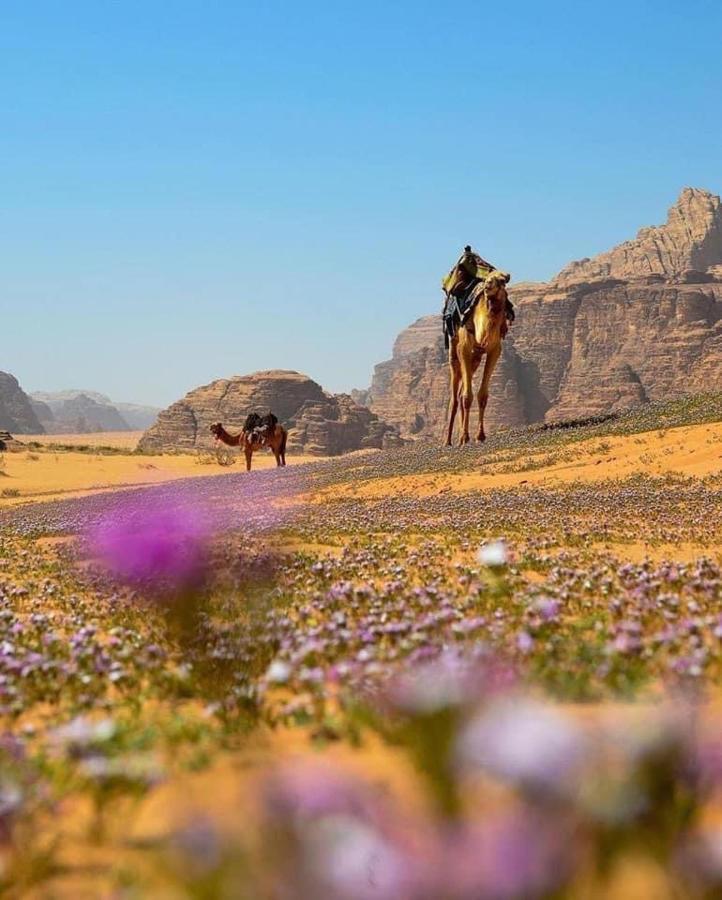 Salma Desert Camp Wadi Rum Esterno foto